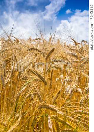 yellow wheat in cloud blue sky background yellow wheat in cloud blue sky background 7645385