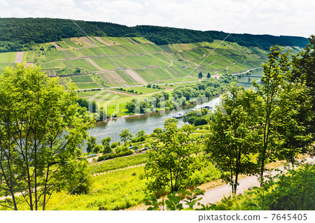 Moselle valley and Mosel river 7645405