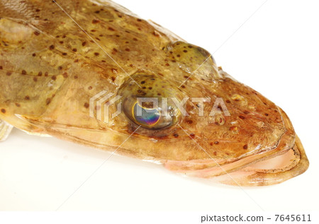 鱷魚（頭頂視圖） 7645611