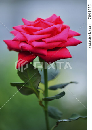 玫瑰（紅星） 7645655