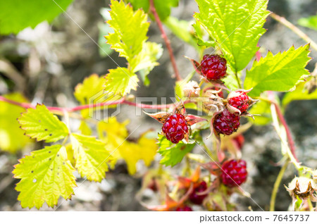 Wild Strawberries  7645737