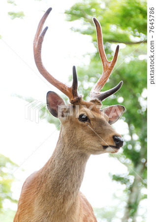 Sika deer Sika deer 7645786
