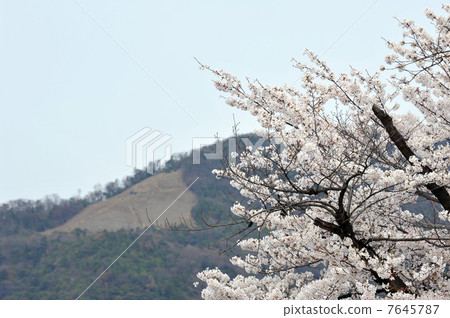 Kyoto cherry blossoms and upper case letters 7645787