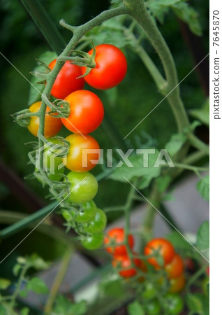 A rich mini tomato 7645870