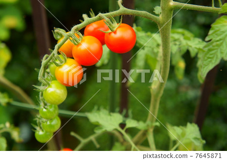 A rich mini tomato A rich mini tomato 7645871