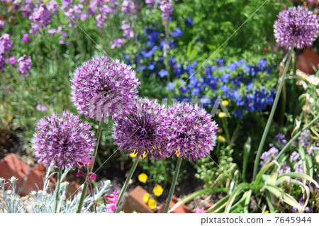 Allium 7645944