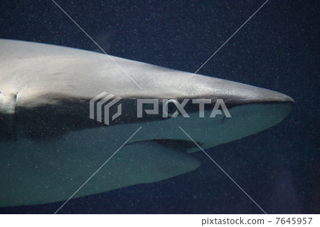 Aquarium shark 7645957