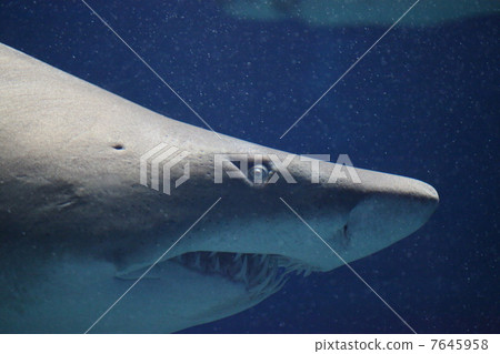 水族館鯊魚 7645958