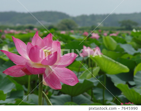 一朵蓮花 7645990