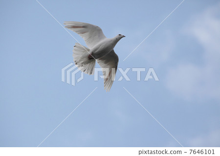 White pigeons 7646101