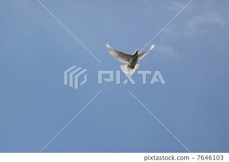 White pigeons 7646103