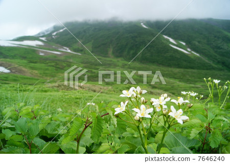 Nephrophyllidium Nephrophyllidium 7646240