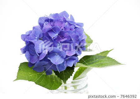 hydrangea   7646392