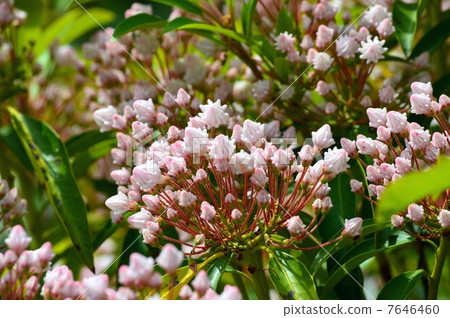 American rhododendron 7646460