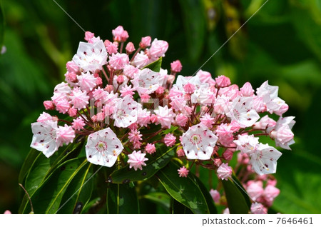 American rhododendron 7646461