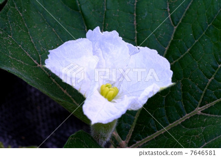 尤娜的雌花 7646581