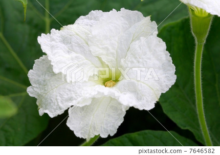 Evening flower 7646582