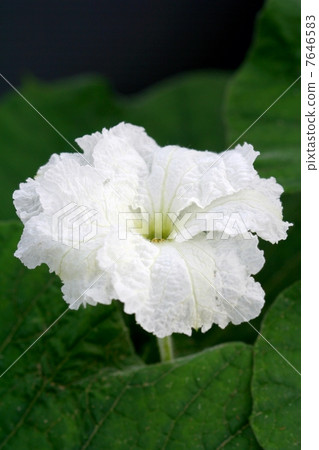 Evening flower Evening flower 7646583