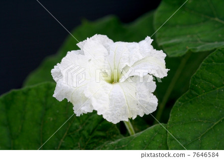 Evening flower Evening flower 7646584