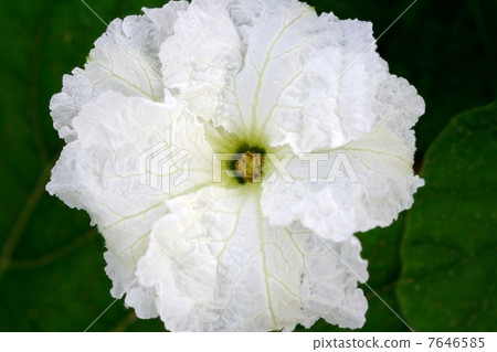 晚上面孔花 7646585