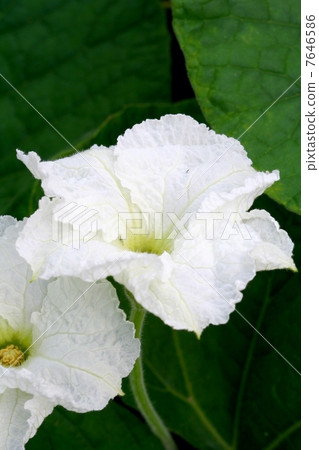 晚上的花 7646586