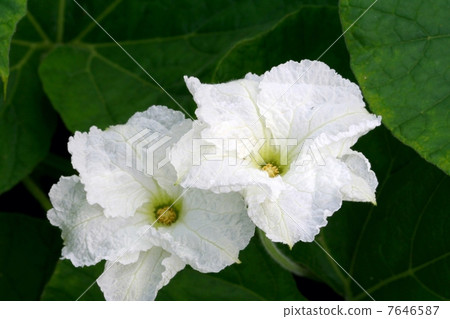 晚上面孔花兩朵花 晚上面孔花兩朵花 7646587