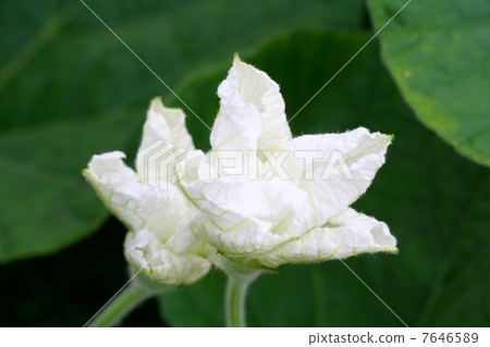 盛開的晚上花 7646589