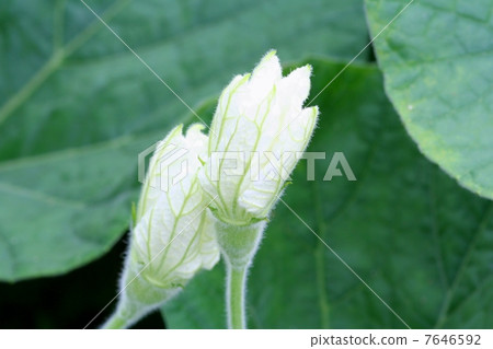 Bud of evening face 7646592