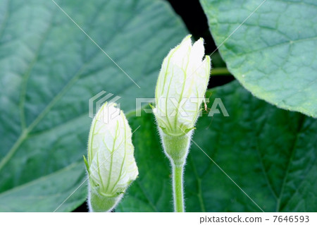 晚上的臉的芽 7646593