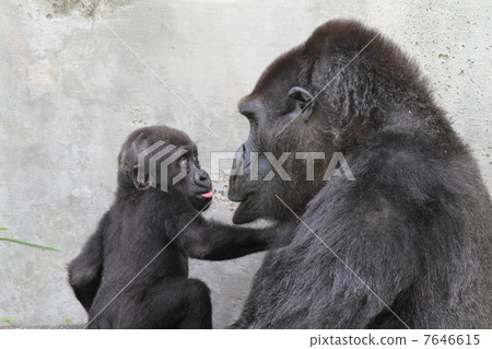 Baby with a 7 month old baby gorilla Baby with a 7 month old baby gorilla 7646615