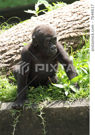 Stock Photo: lowland gorilla, gorilla, gorillas