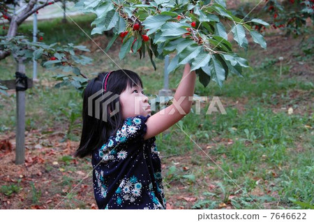 幼兒櫻桃 幼兒櫻桃 7646622