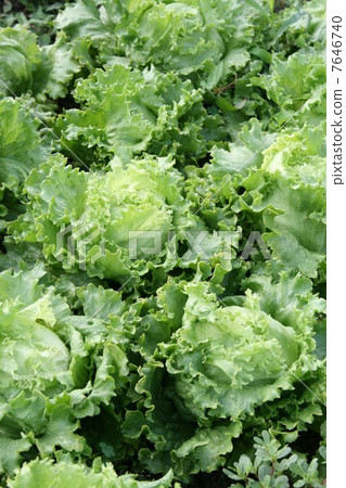 Field lettuce 7646740