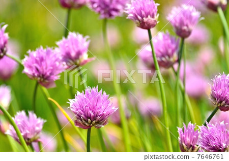 Chives 7646761