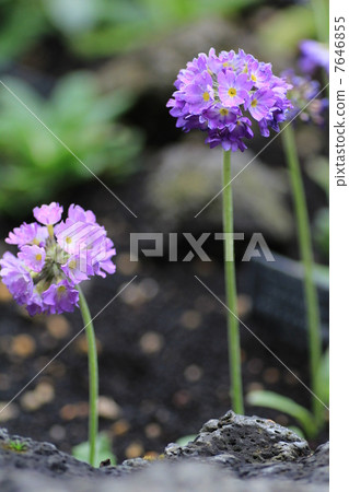 Hanafu Memorial Park · Primula · Denticurata of this flower pavilion blooming Hanafu Memorial Park · Primula · Denticurata of this flower pavilion blooming 7646855