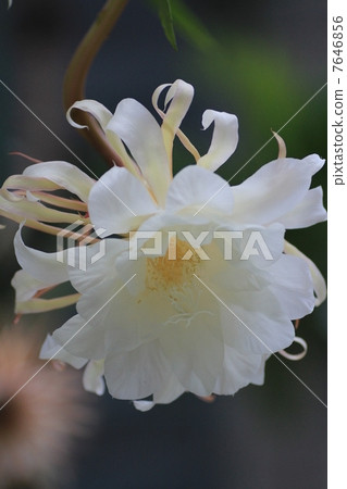 Hanafu紀念公園 - 這個花廳的盛開和月光 7646856