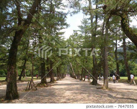 Izumo Taisha pine的做法 Izumo Taisha pine的做法 7647035