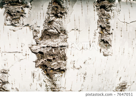 Birch Bark - fine nature background Birch Bark - fine nature background 7647051