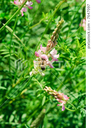 bee on a flower sainfoin (Onobrychis viciifolia) bee on a flower sainfoin (Onobrychis viciifolia) 7647097