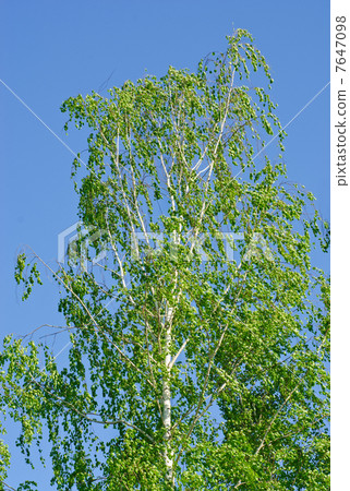 Leaves on a branch of a birch against the sky Leaves on a branch of a birch against the sky 7647098