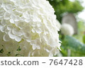  hydrangea 7647428