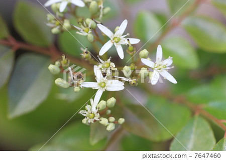 Curry leaf flower 7647460