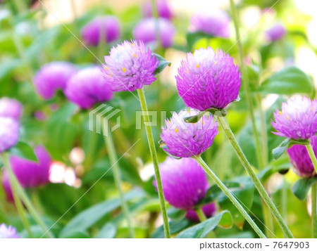 Sennisawa series (sideways) Sennisawa series (sideways) 7647903