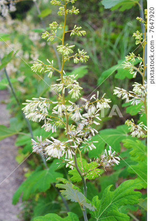 White flower bamboo flower White flower bamboo flower 7647920
