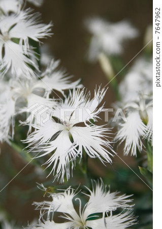 Kawara Nadesico 7647962