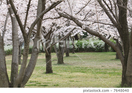 I want to go to see cherry blossoms! I want to go to see cherry blossoms! 7648040