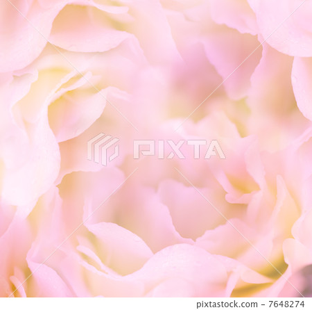 Gentle Floral Background / Flower's petals are made as macro sho Gentle Floral Background / Flower's petals are made as macro sho 7648274