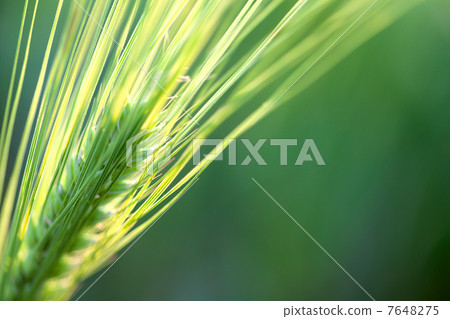 Wheat Defocused Background with sunshine / copy space for your t Wheat Defocused Background with sunshine / copy space for your t 7648275
