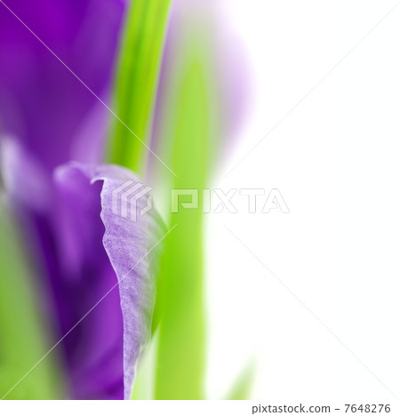 Crocus Flower / Super Macro background with copy space / selec Crocus Flower / Super Macro background with copy space / selec 7648276