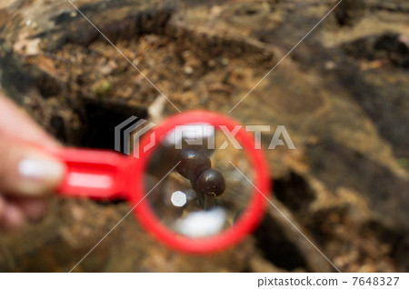 Nature observation at the magnifying glass Nature observation at the magnifying glass 7648327